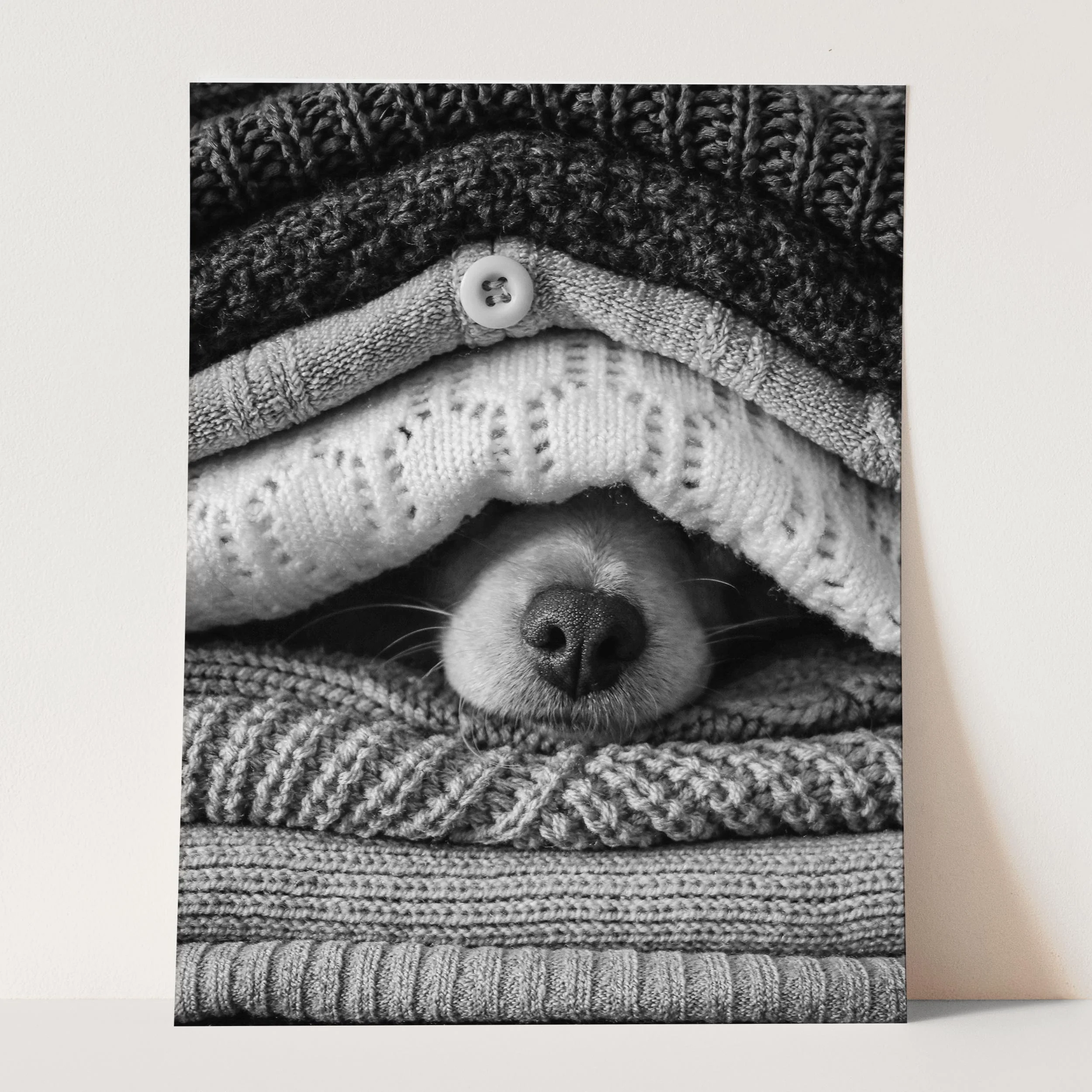 Noses Only Dog Hiding - Image 5
