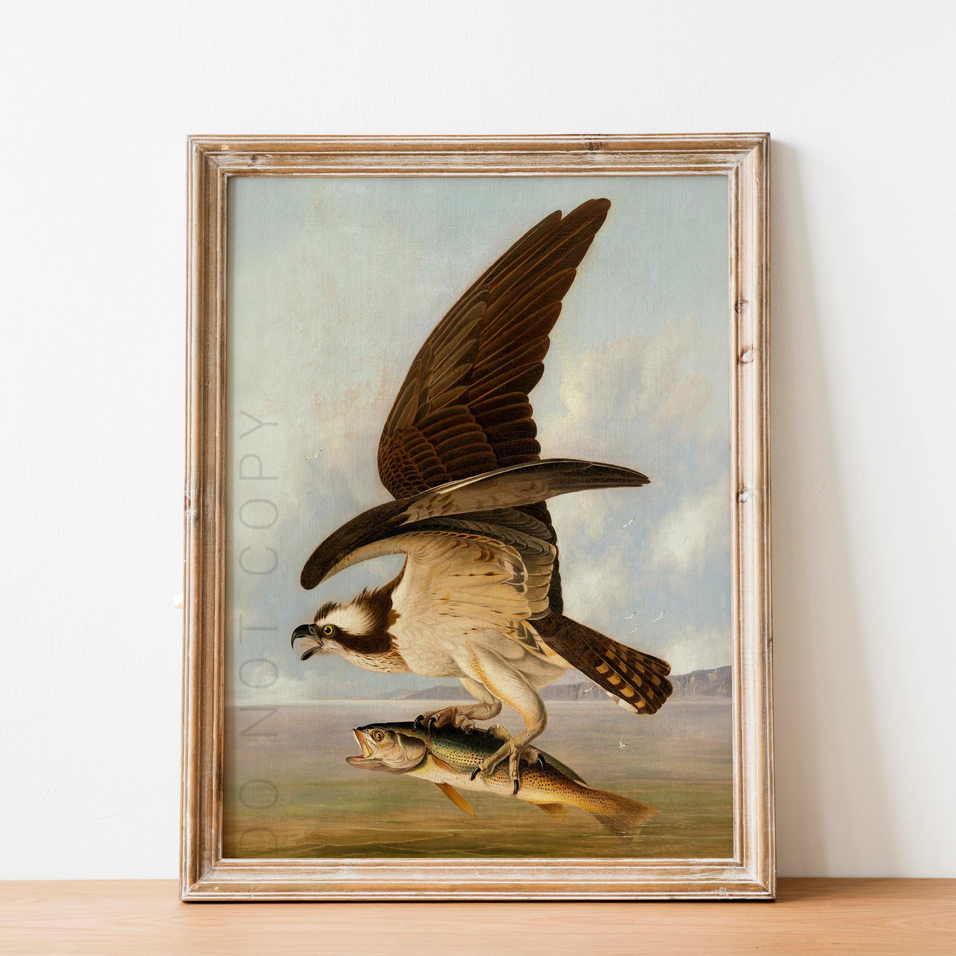 Osprey and Weakfish, Birds of America - Image 2