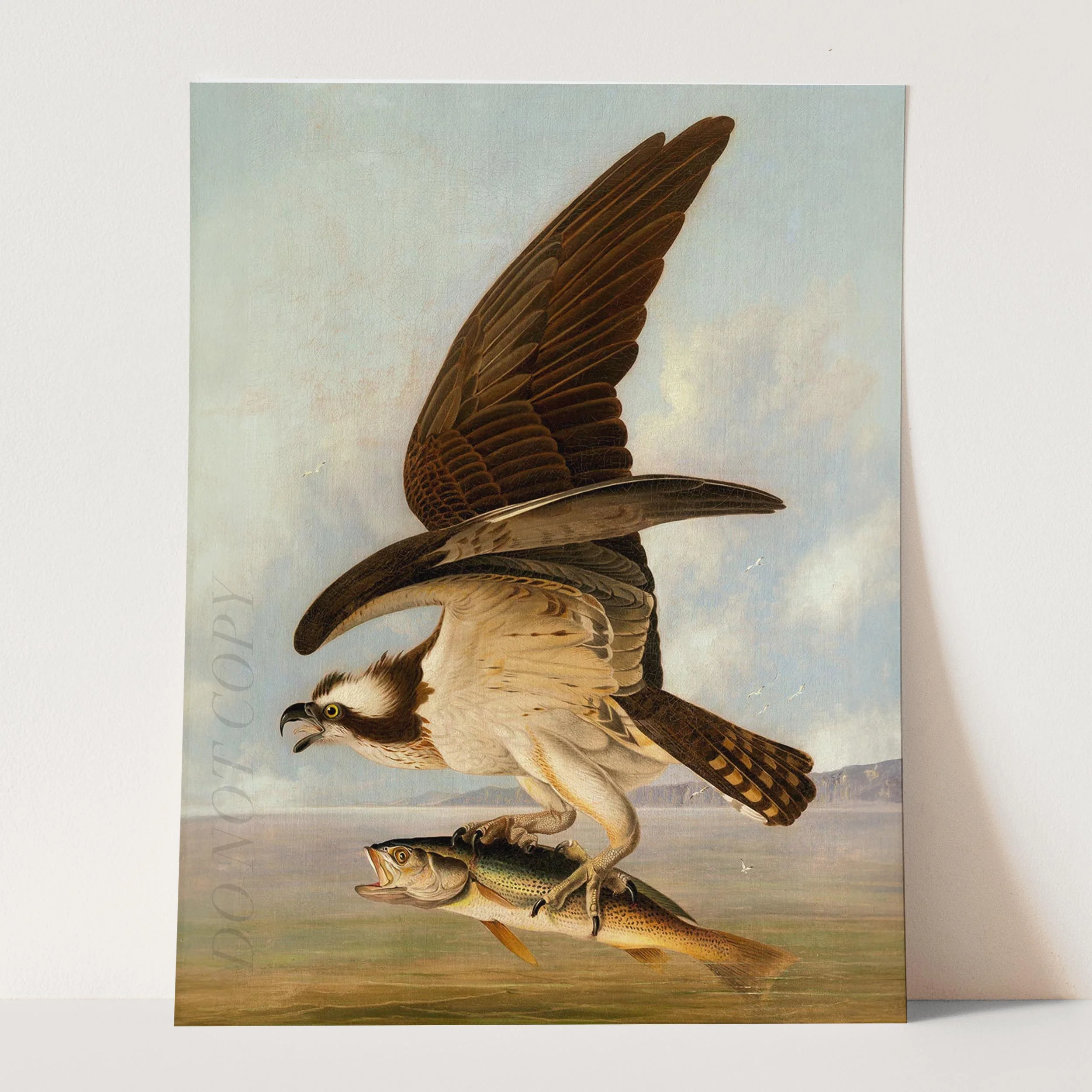 Osprey and Weakfish, Birds of America - Image 5