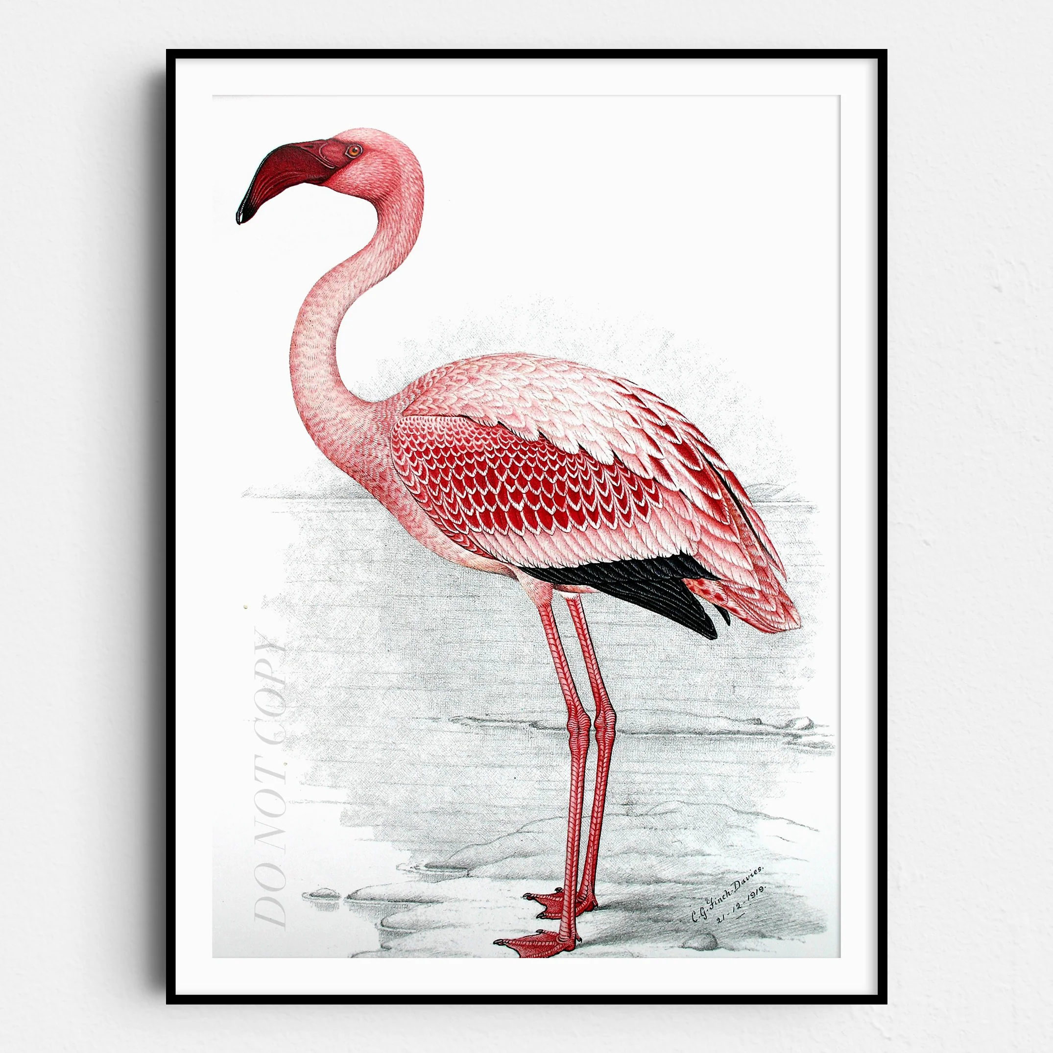 Pink Flamingo