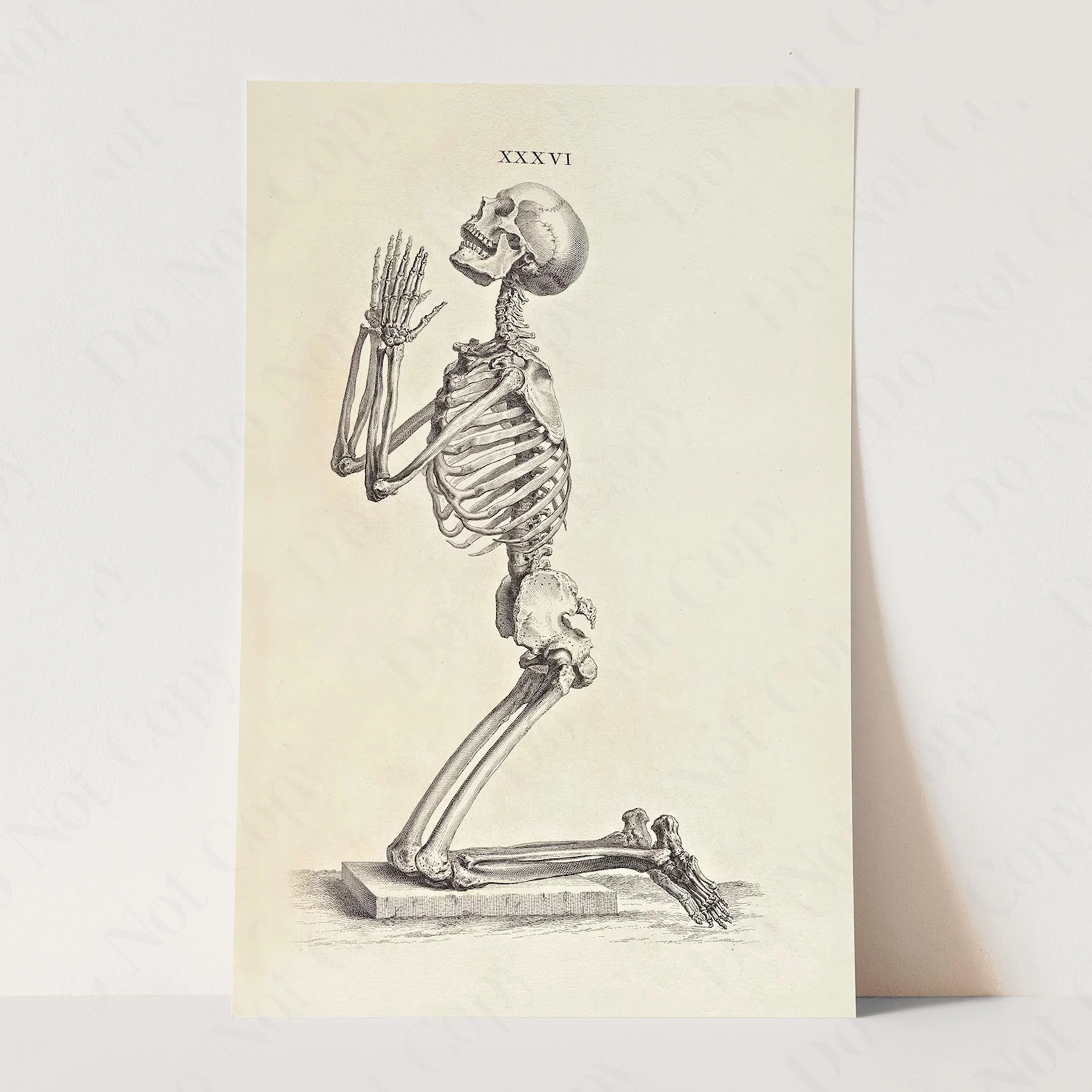 Praying Skeleton (Osteographia, 1733) - Image 3