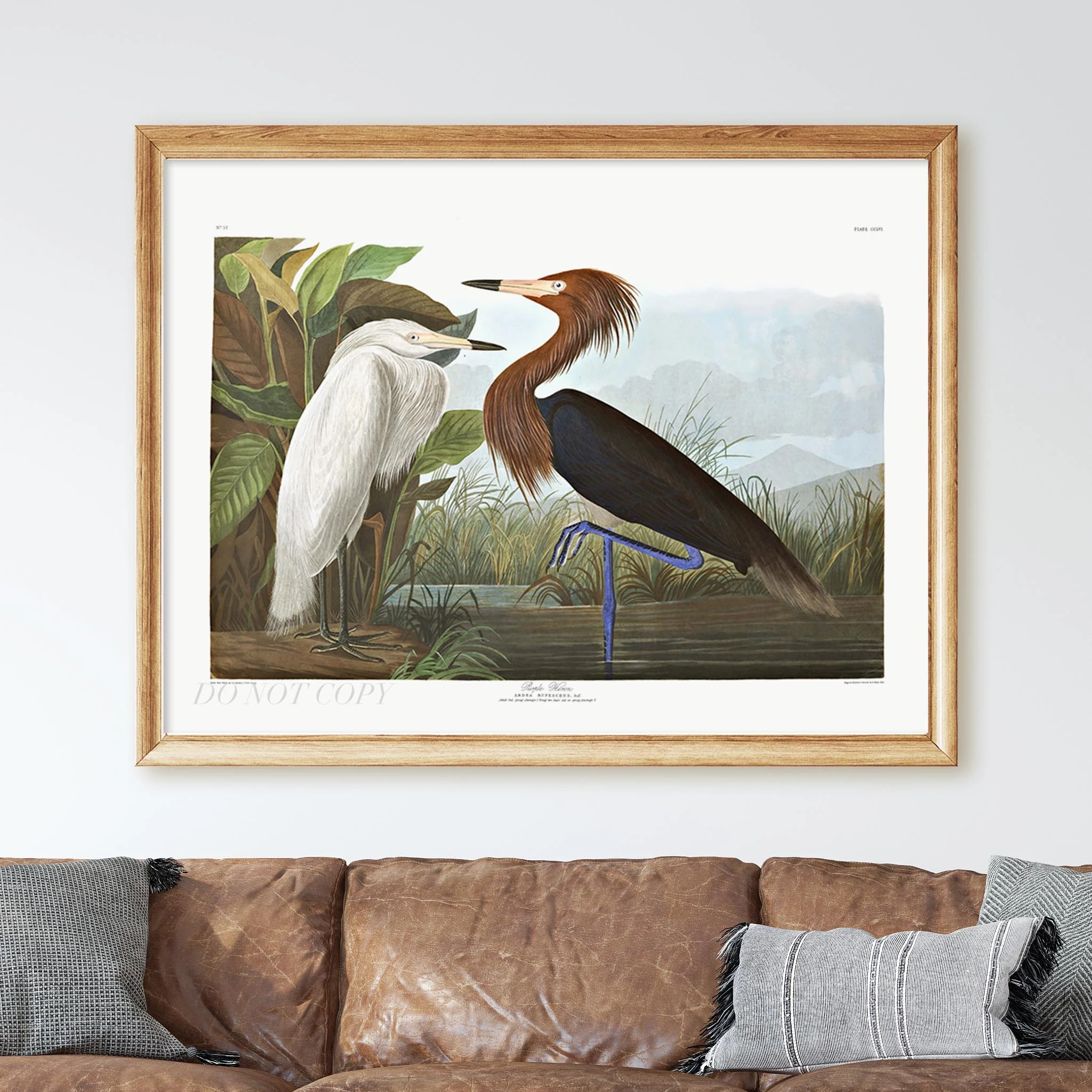Purple Heron, Birds of America - Image 3