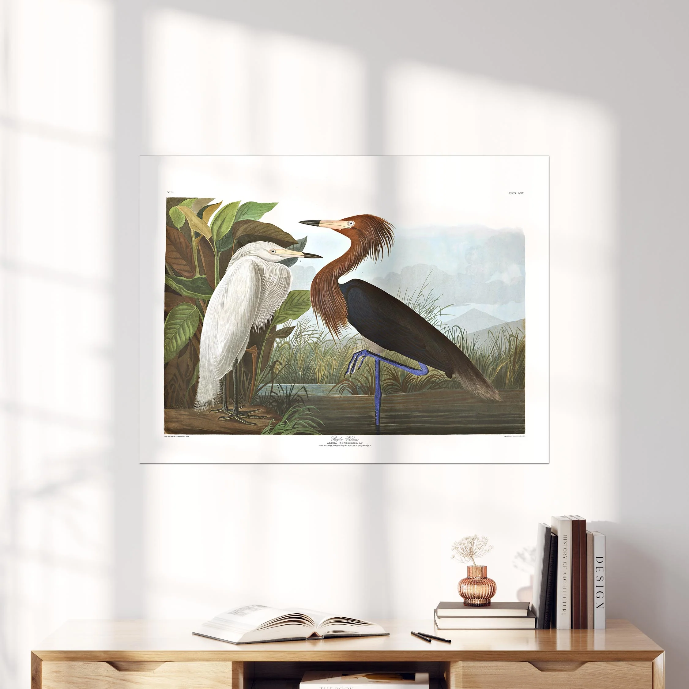 Purple Heron, Birds of America - Image 4
