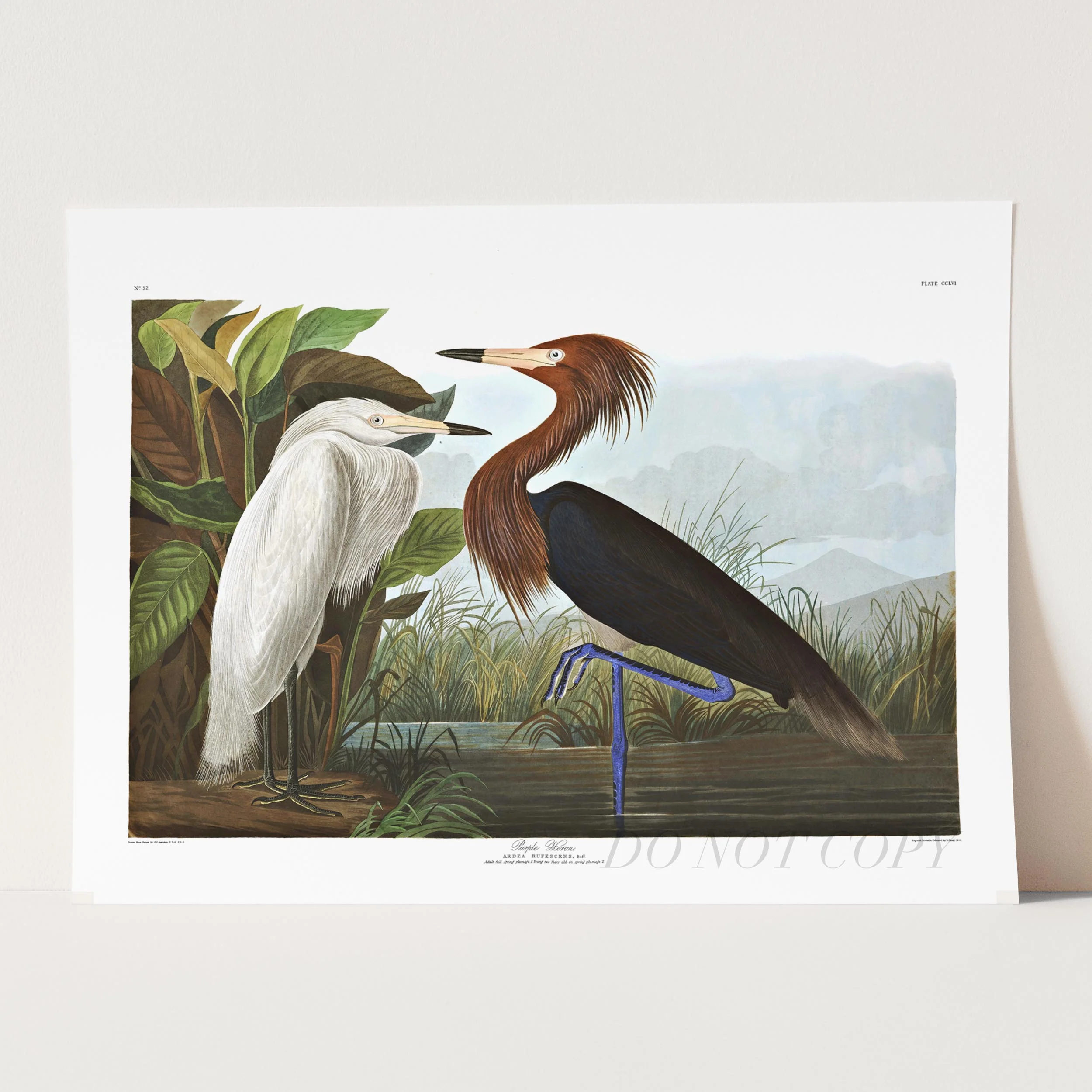 Purple Heron, Birds of America - Image 5
