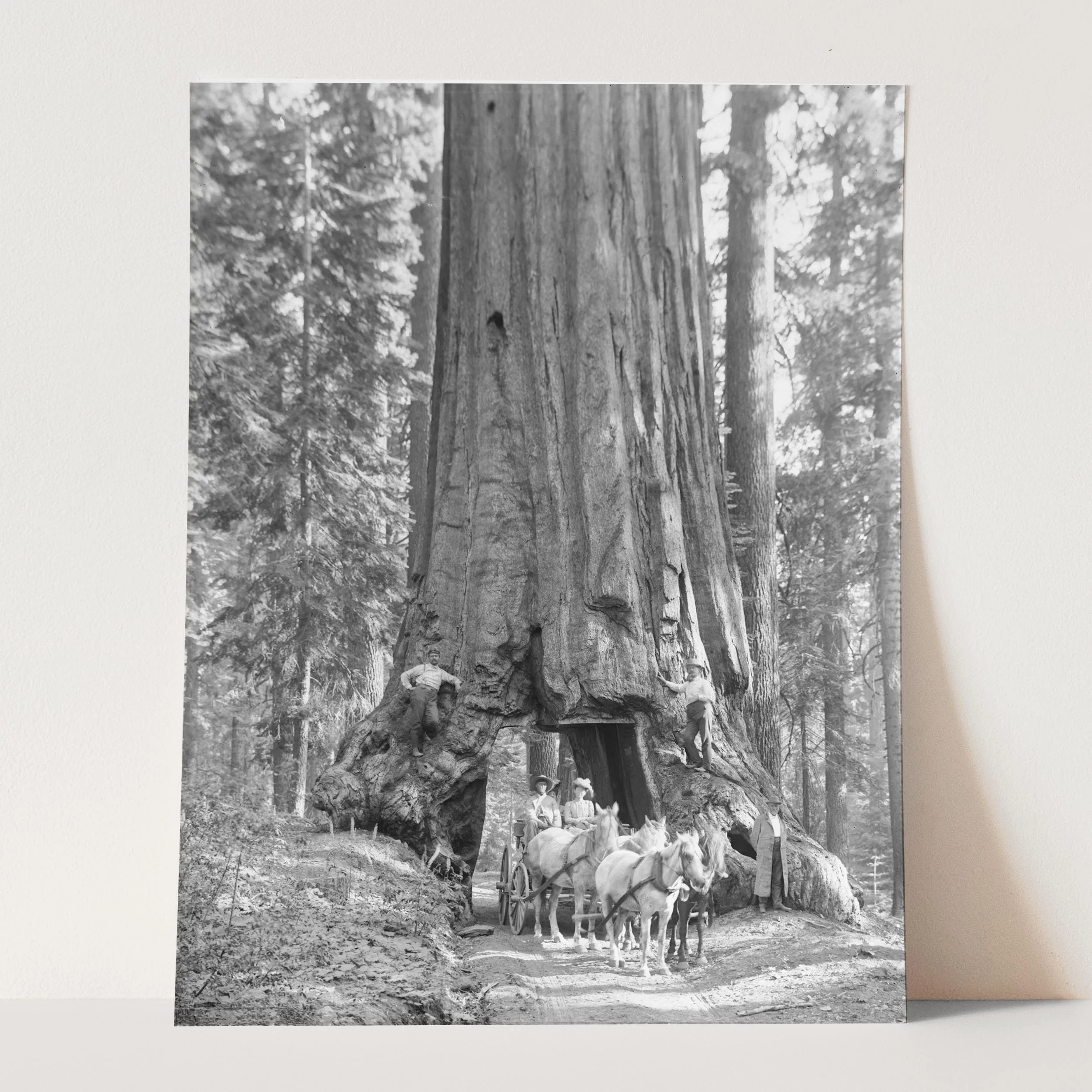 Riding Through Wawona Tunnel Tree, Yosemite - Image 5