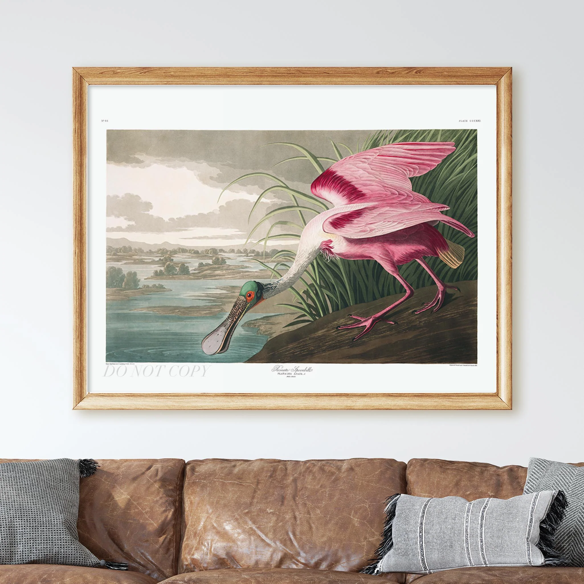 Roseate Spoonbill - Birds of America - Image 3