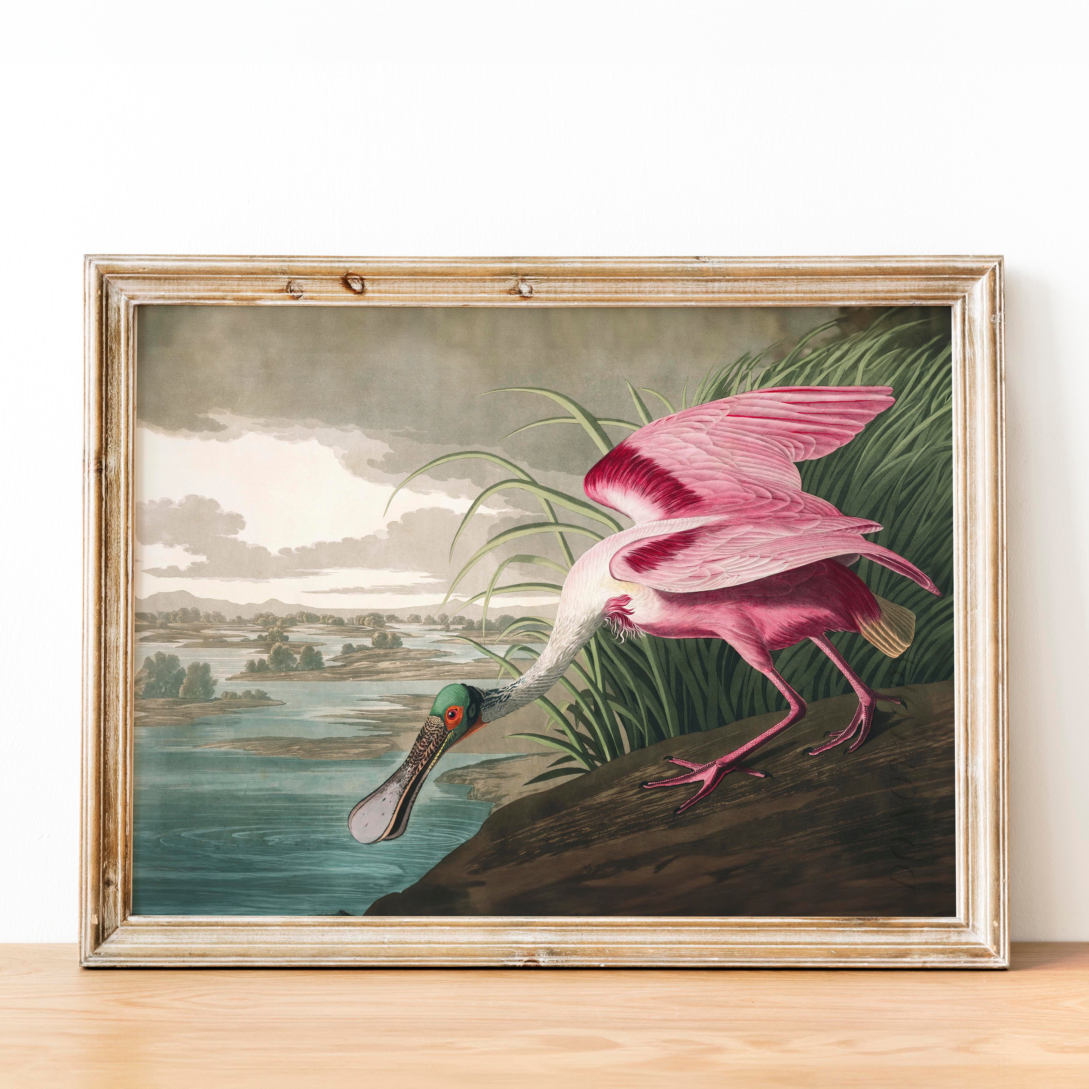 Roseate Spoonbill - Birds of America - Image 2