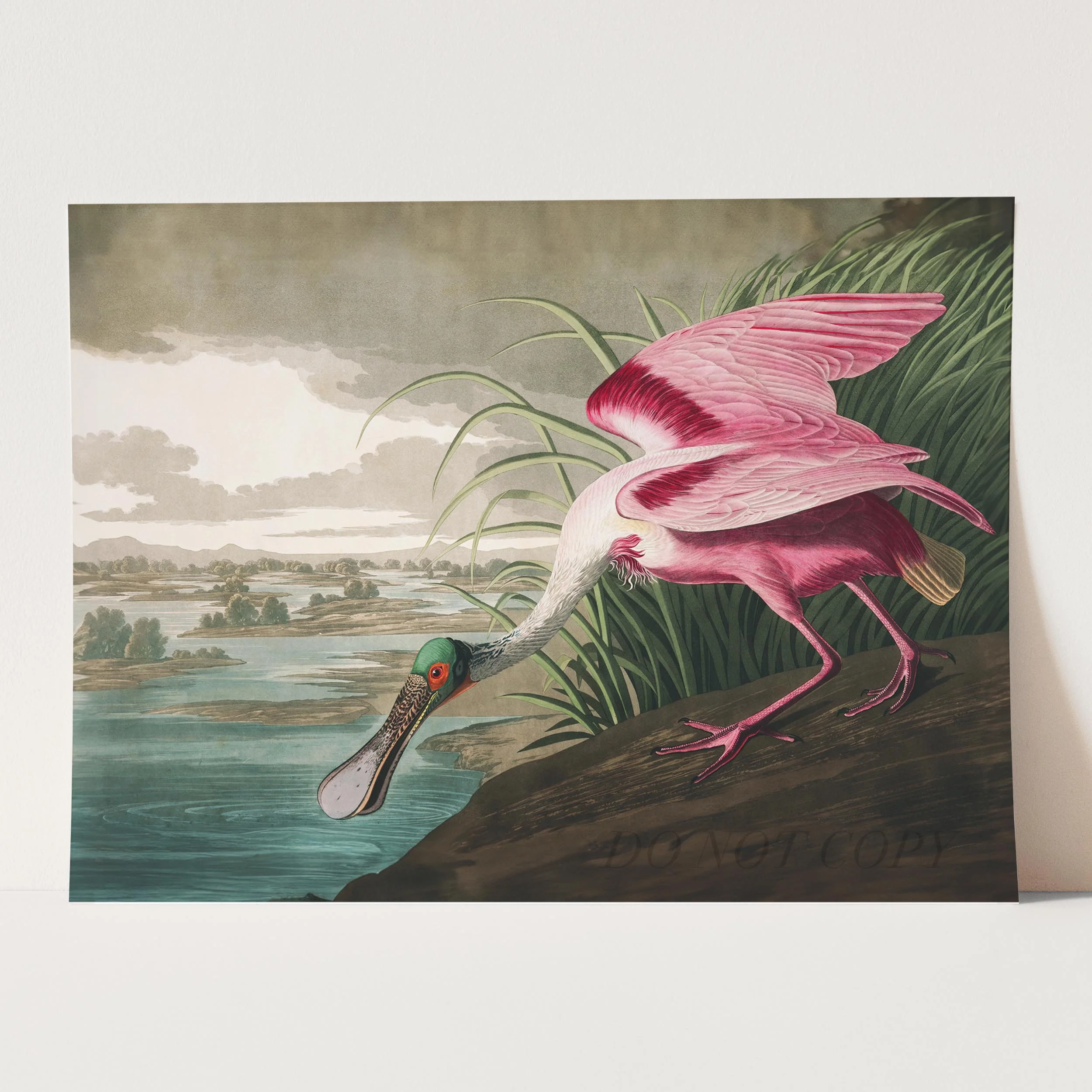 Roseate Spoonbill - Birds of America - Image 5