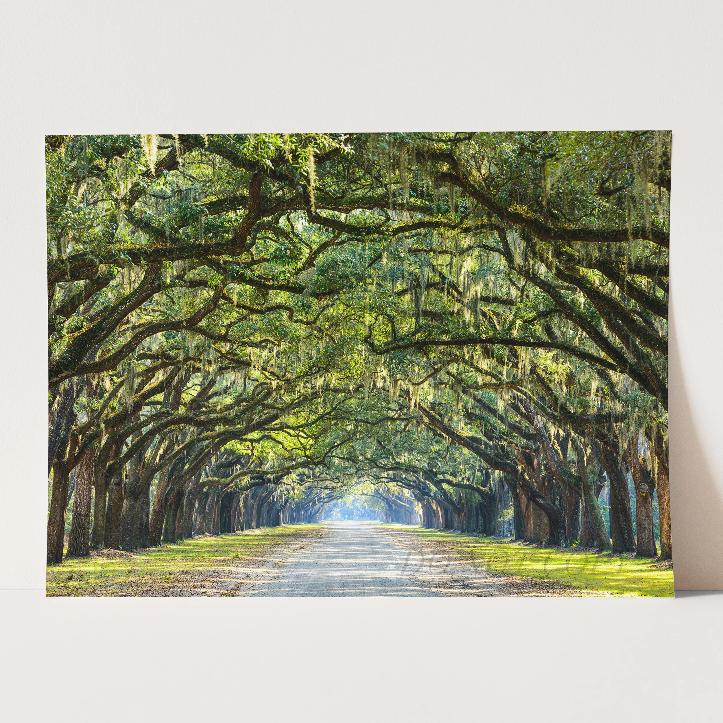 Savannah Georgia Oak Tree Lined Road - Image 3