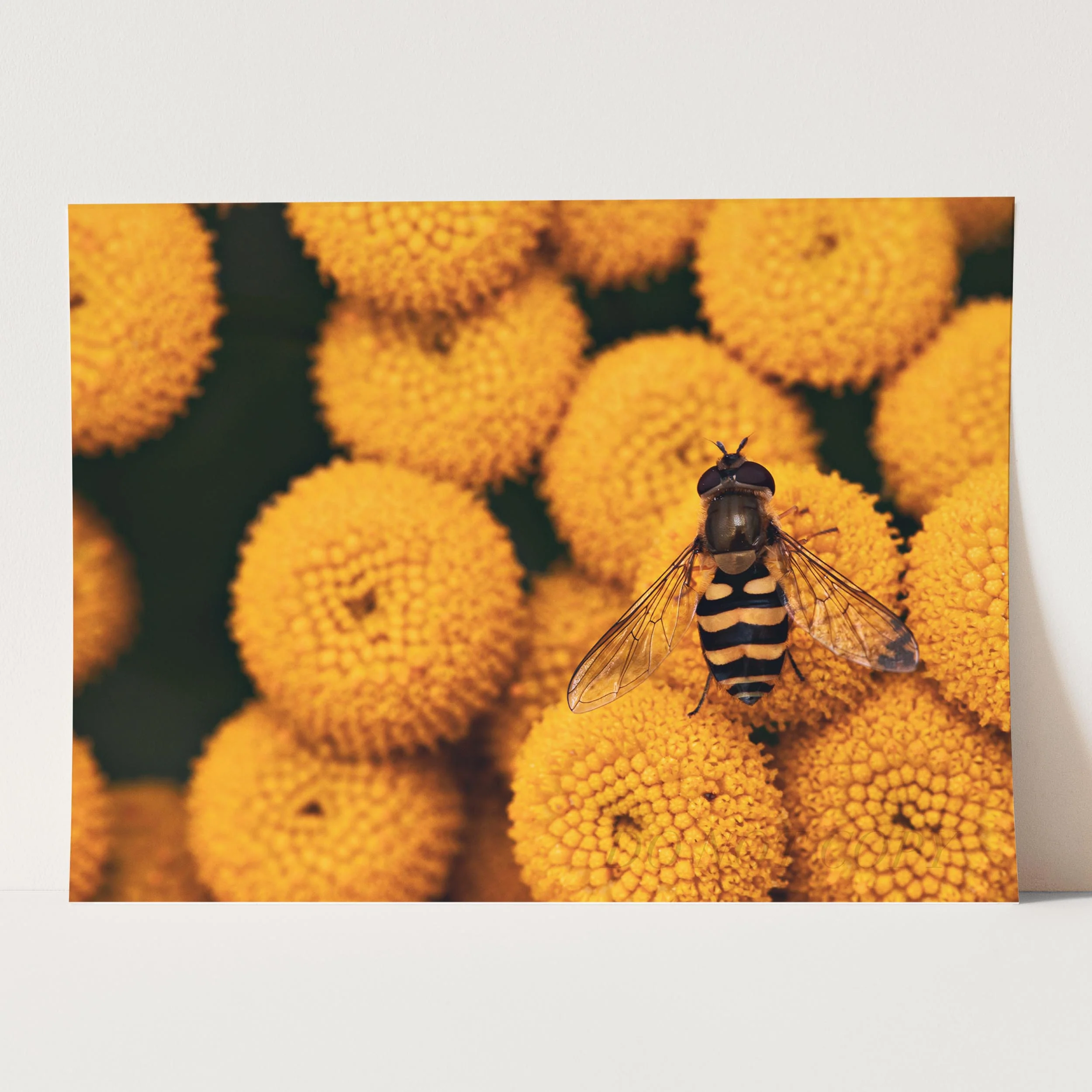 The Bee - Image 3
