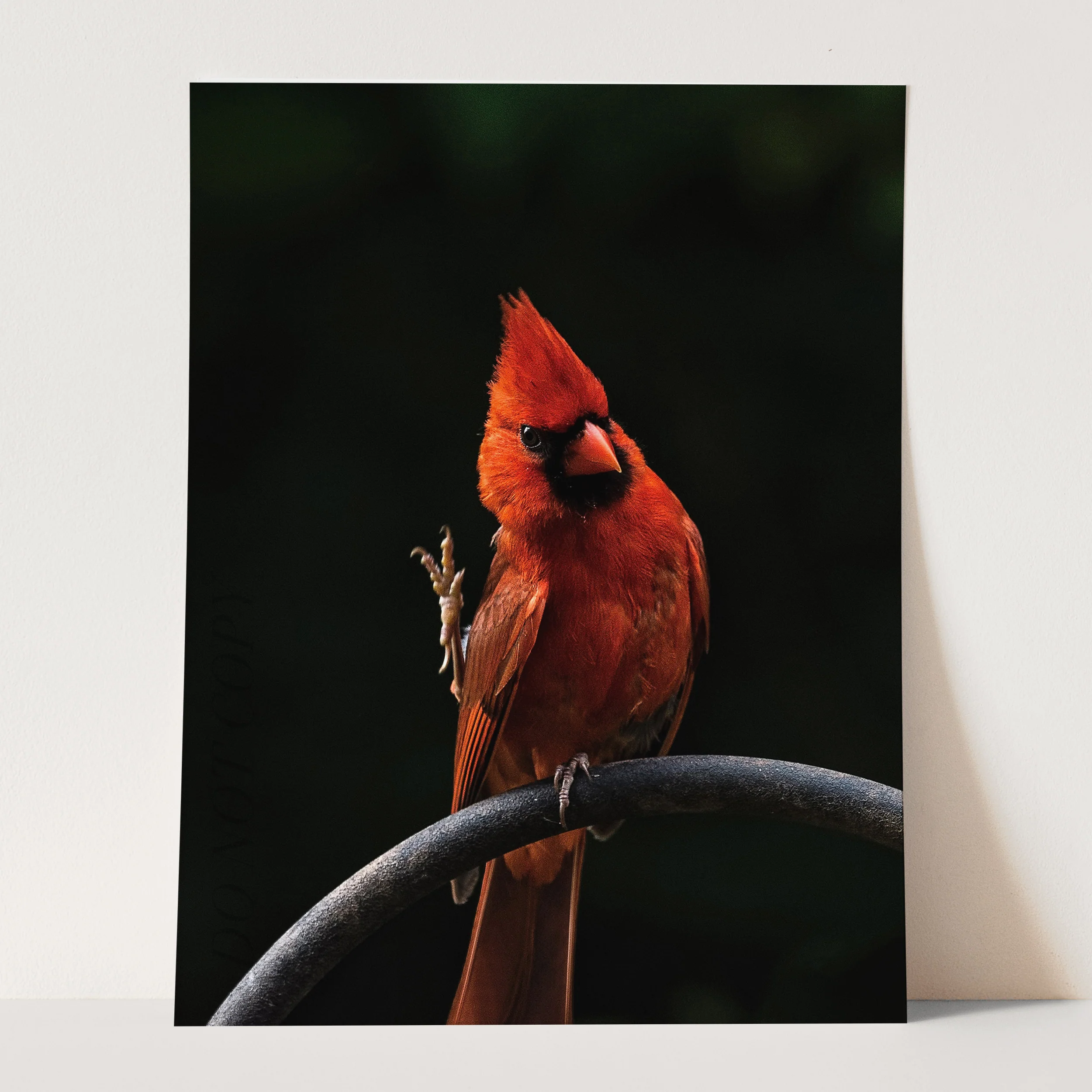 The Cardinal - Image 3
