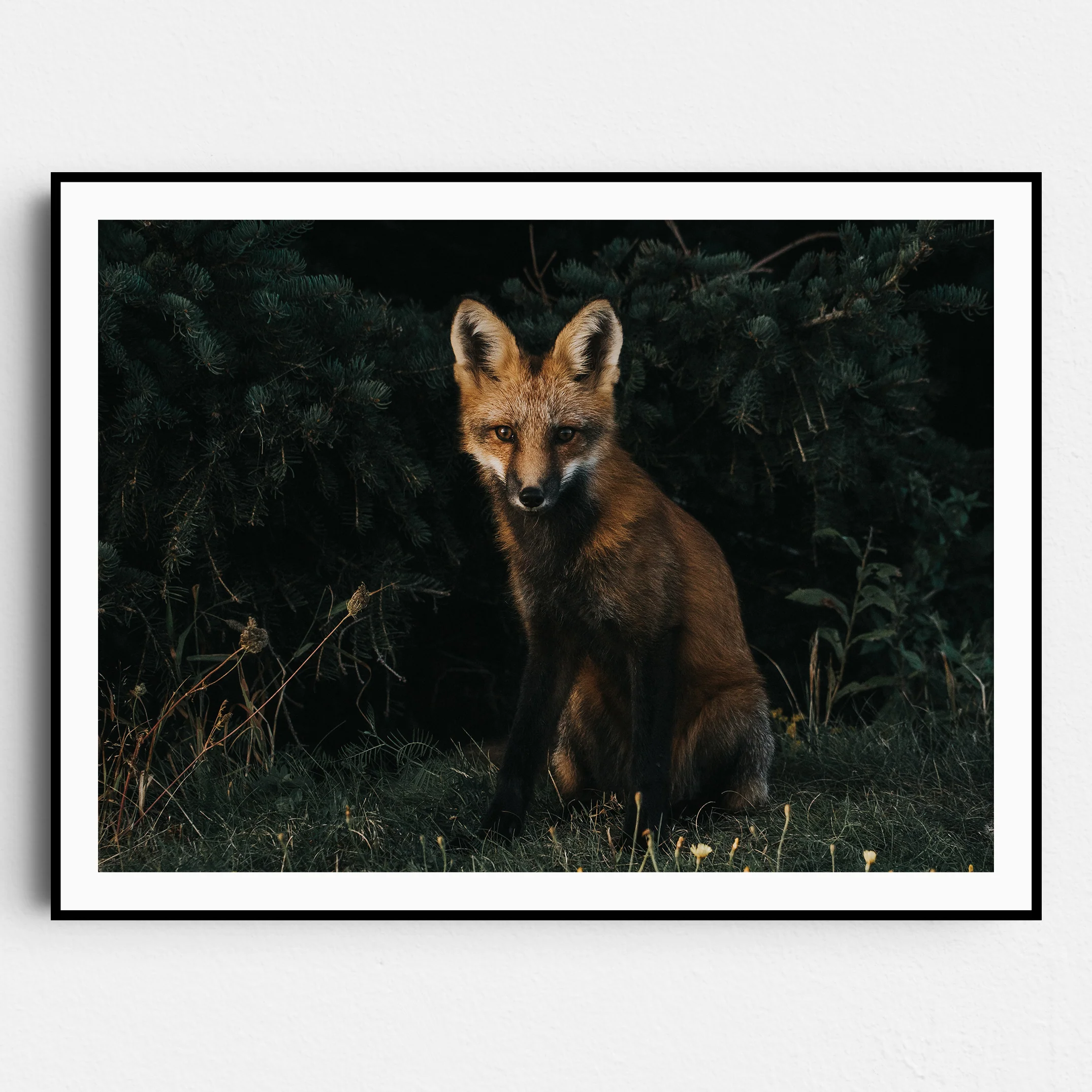 The Red Fox