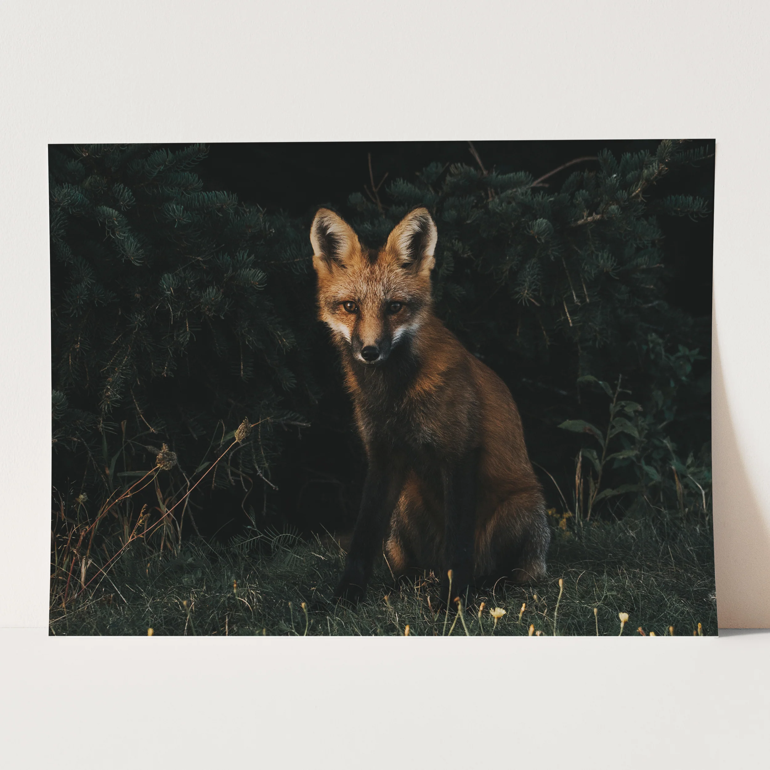 The Red Fox - Image 3