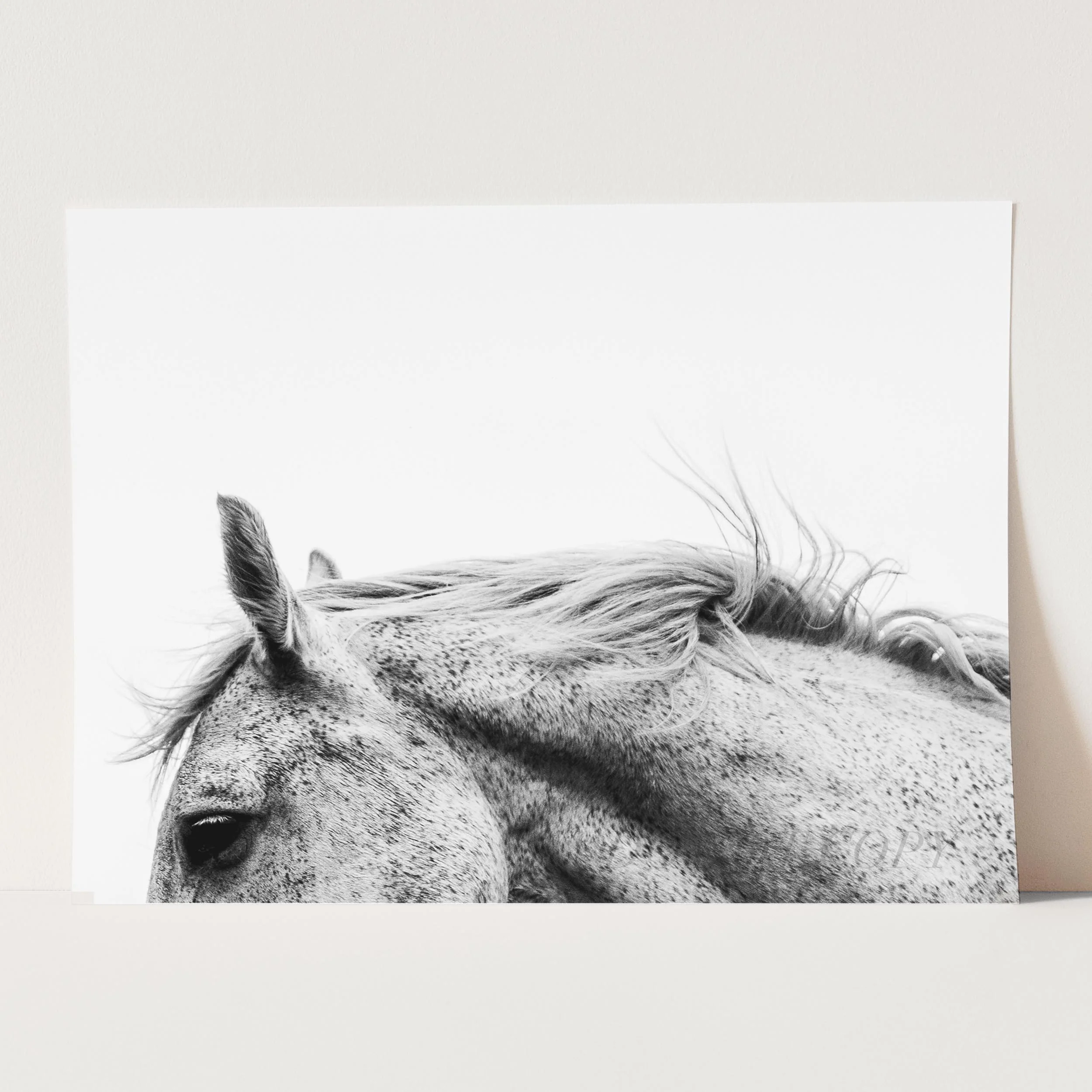 The White Horse - Image 5