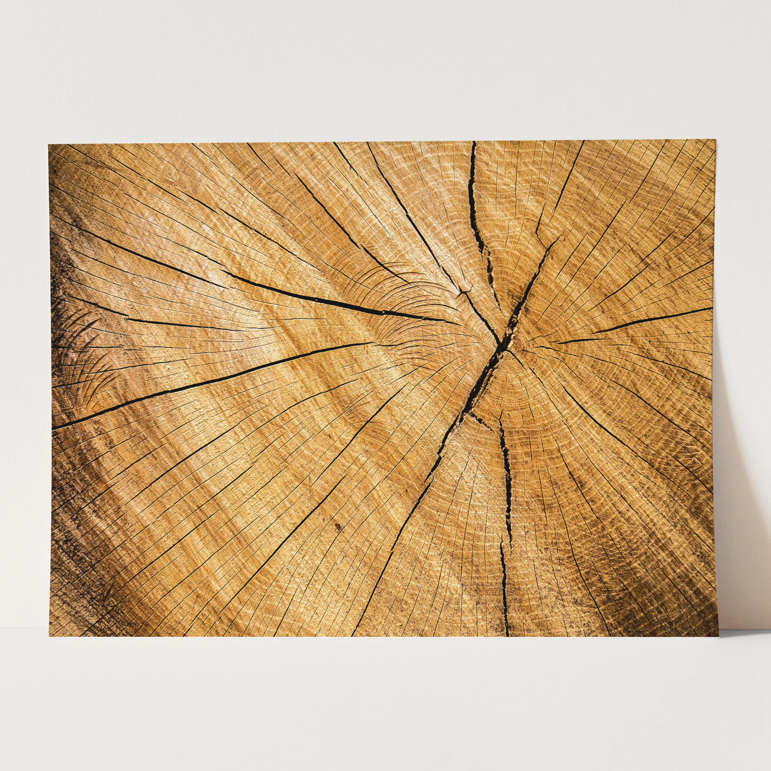 Tree Stump - Image 3