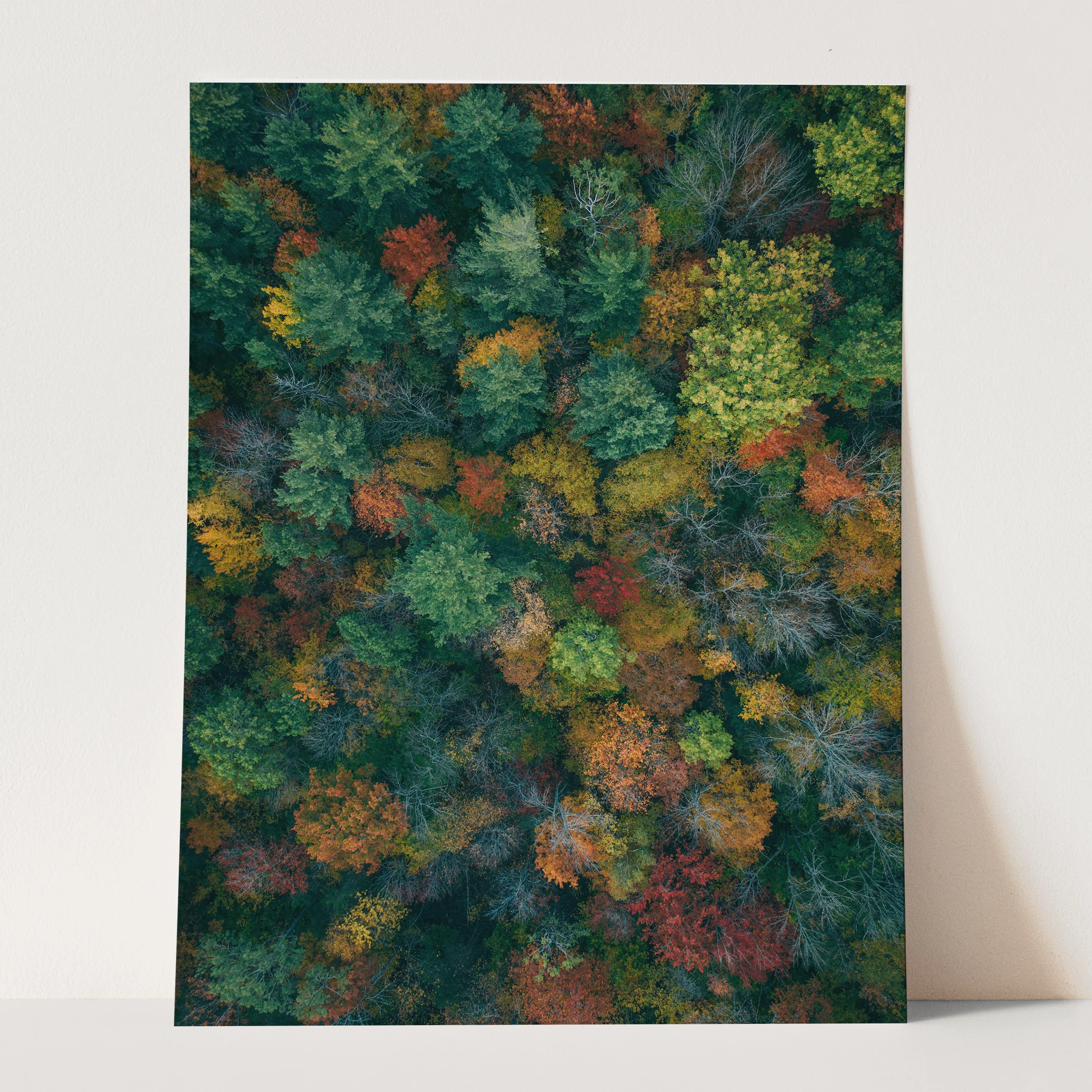 Vermont Forest - Image 3