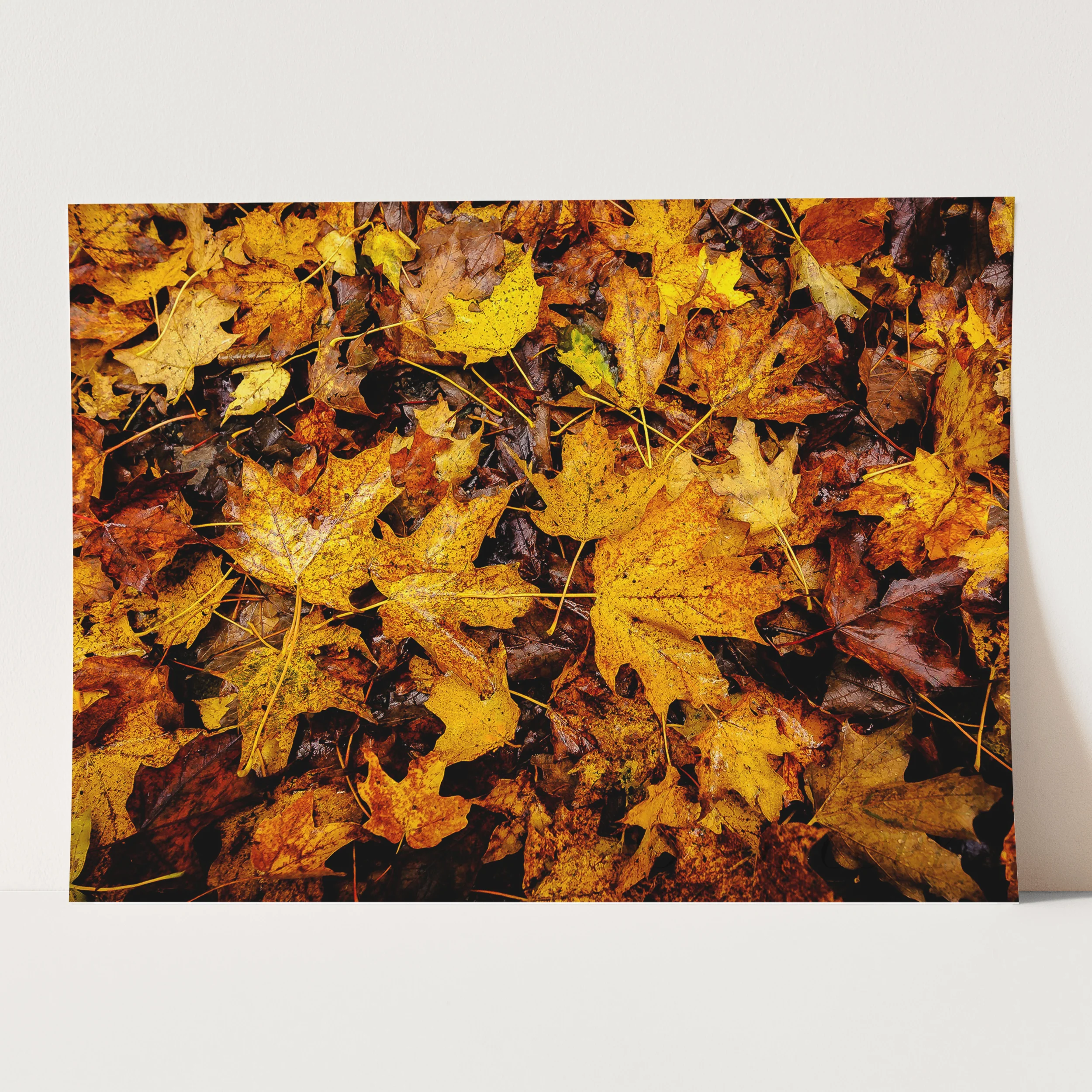 Vermont's Autumn Leaves - Image 3