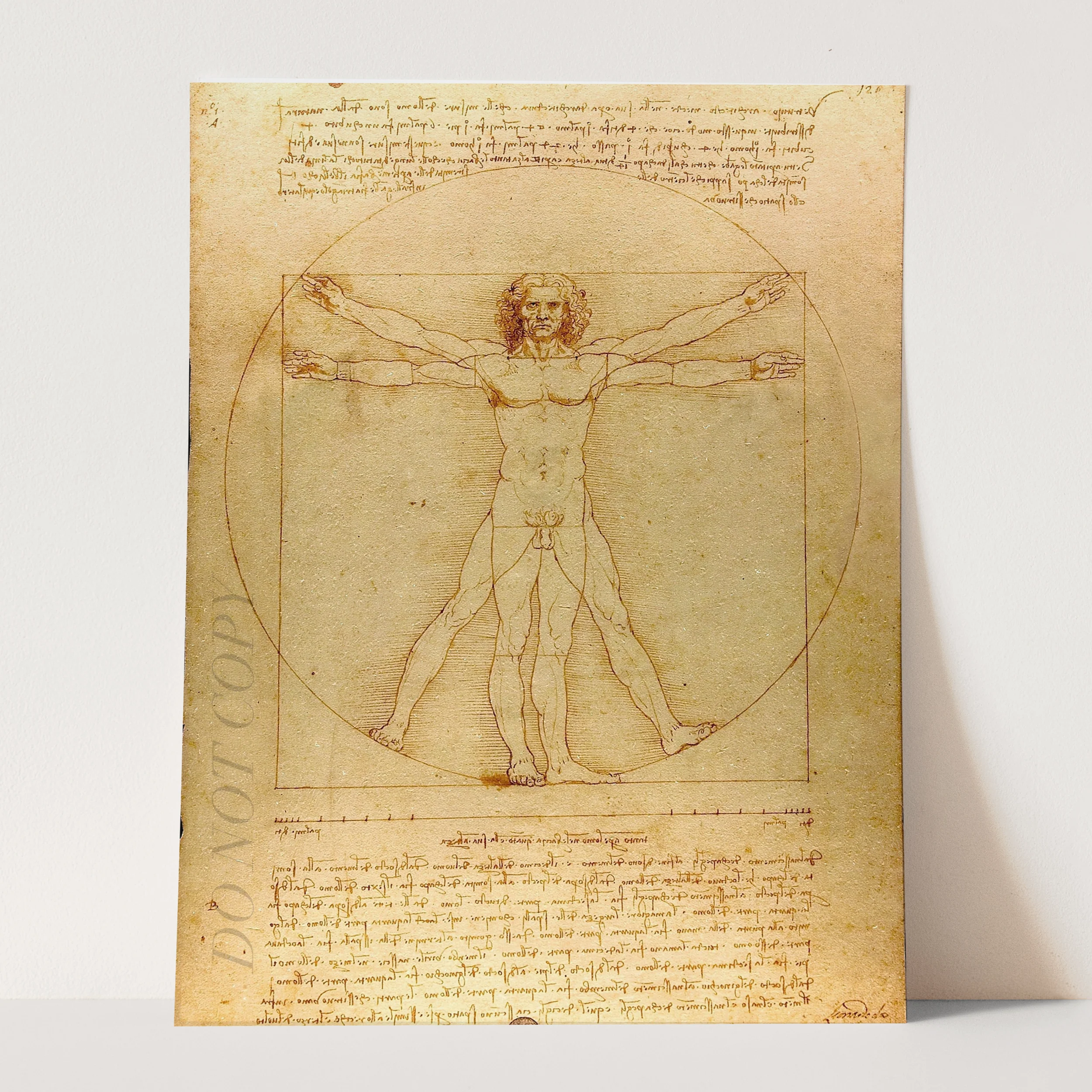 Vitruvian Man Drawing by Leonardo da Vinci - Image 3