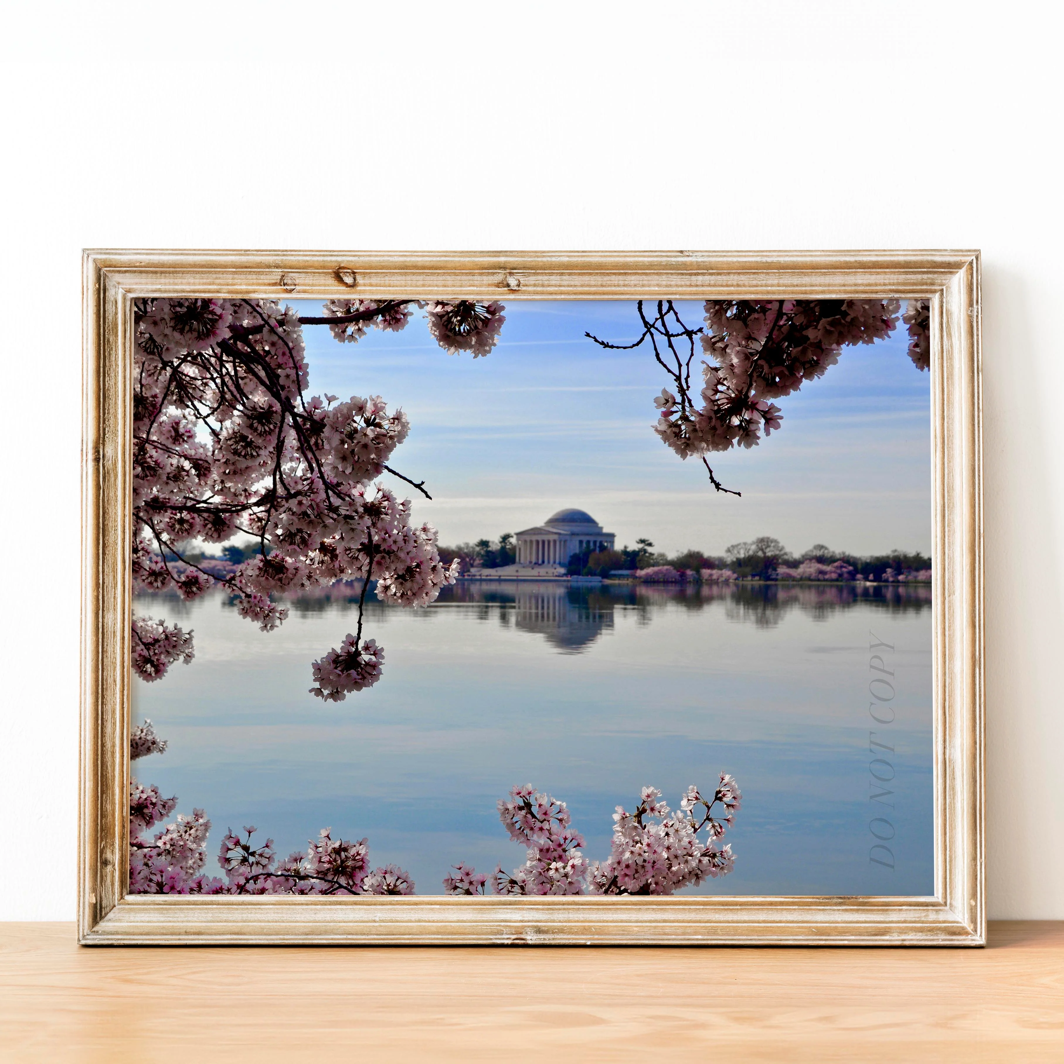 Washington DC Cherry Blossoms - Image 2