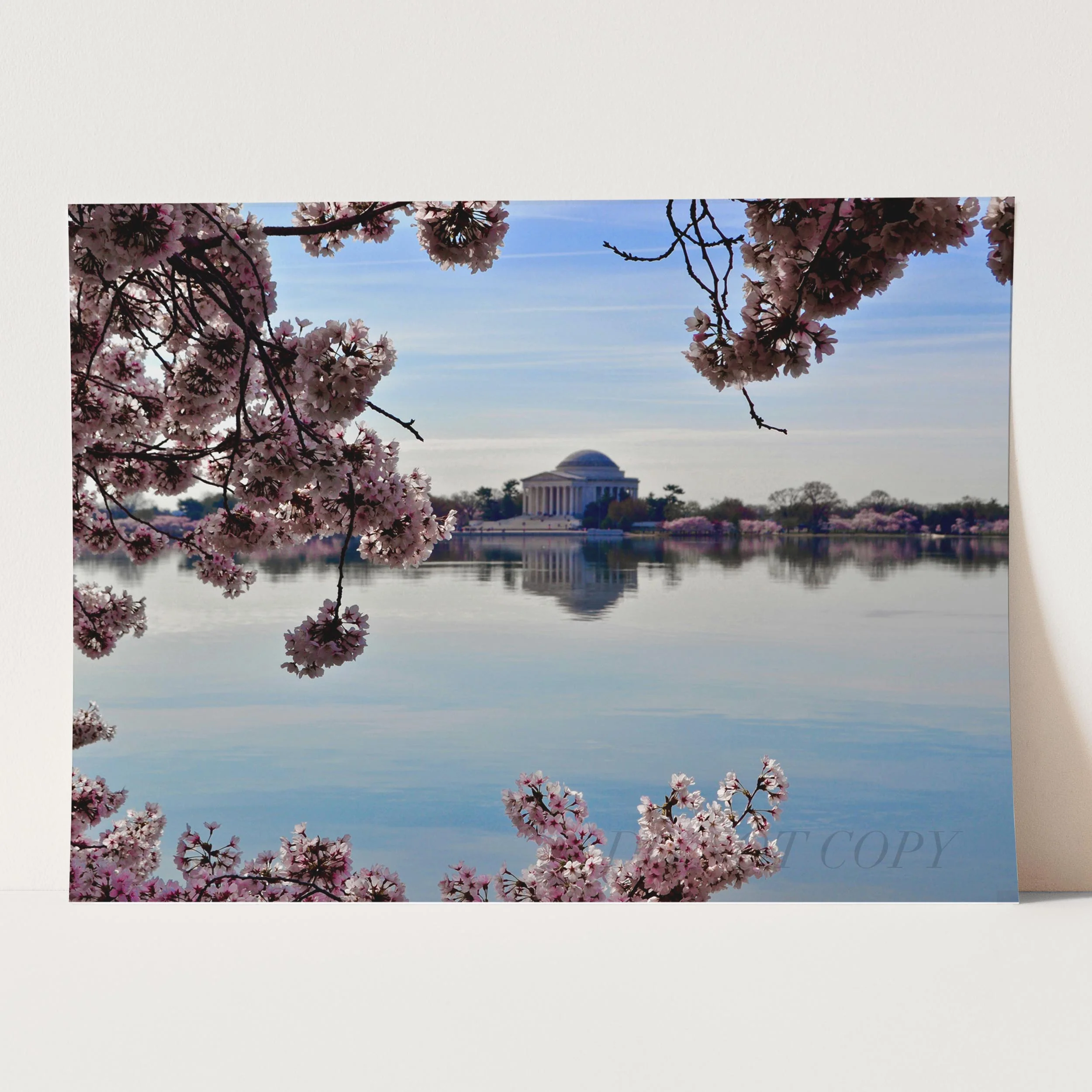 Washington DC Cherry Blossoms - Image 5