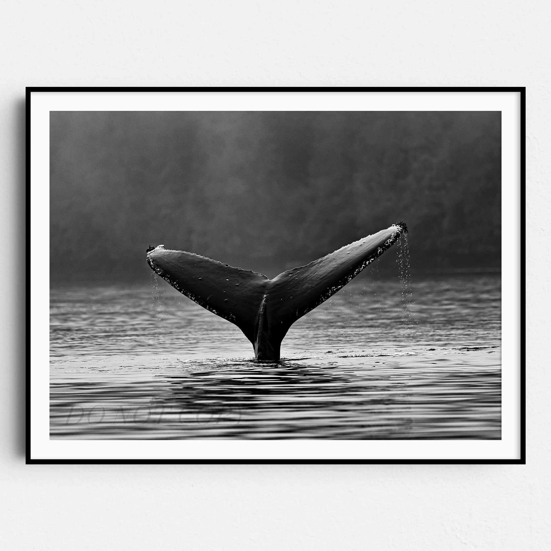 Whale Tail