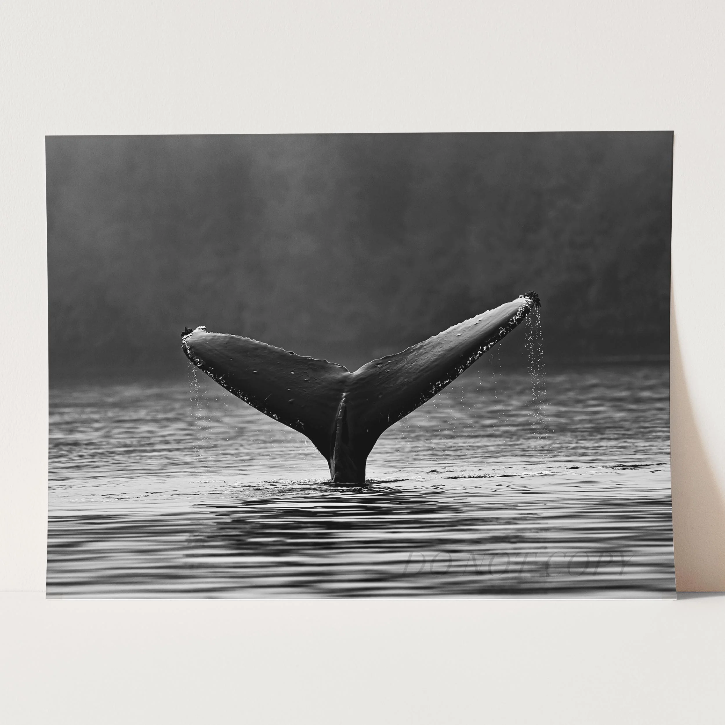 Whale Tail - Image 5