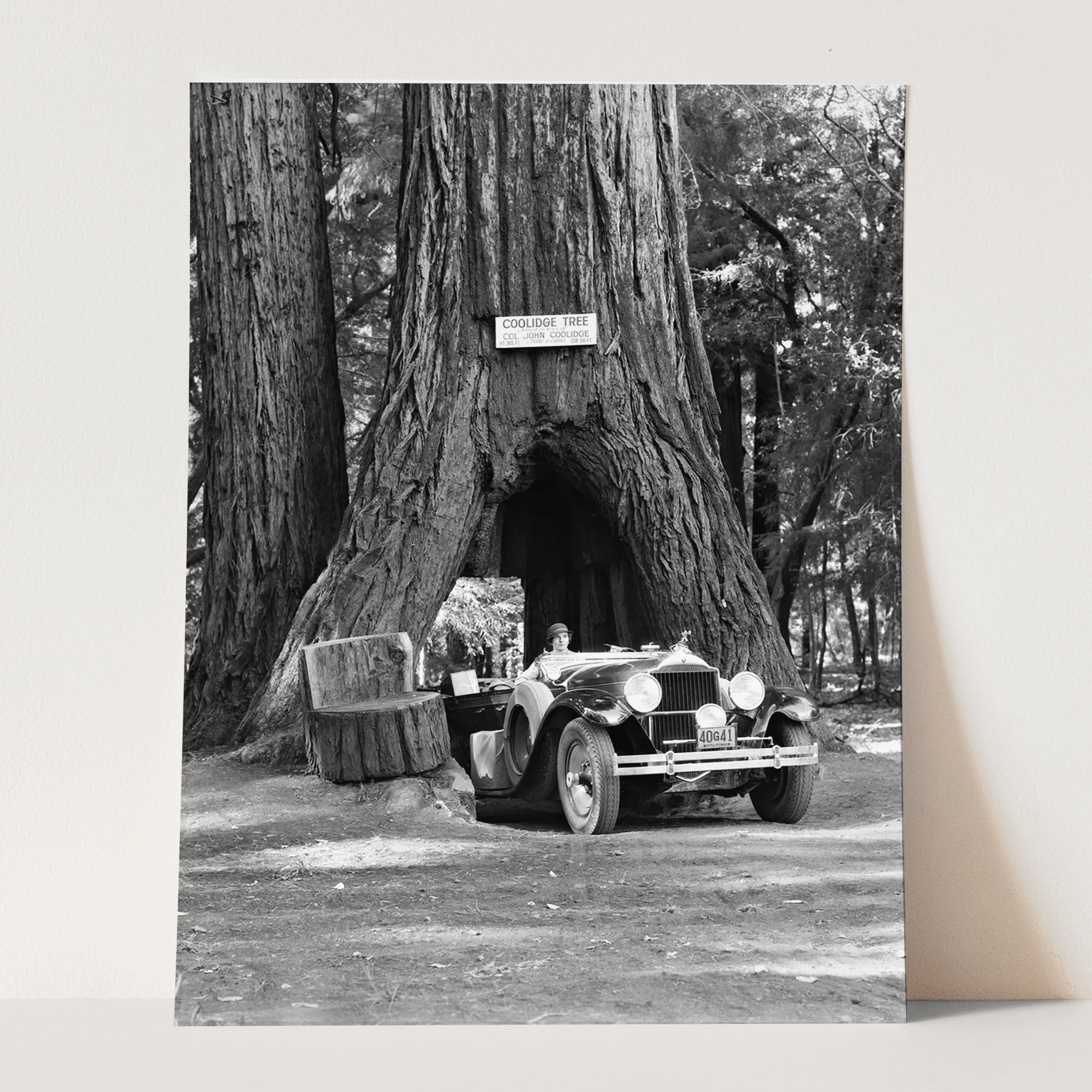 Woman Driving Convertible Through Giant Sequoia Tree Trunk - Image 3